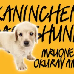 【 カニンヘンダックス 】  超癒し系美男子！のんびりマイペースの胴長短足わんこ