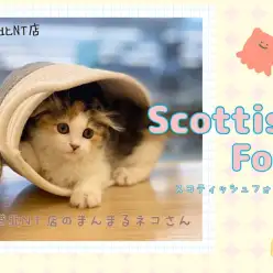 【 スコティッシュフォールド 】超折れ耳まん丸フェイスの三毛猫スコティッシュ