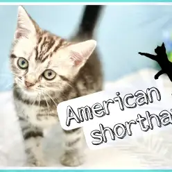 【 アメリカンショートヘア 】お手入れ等各種トレーニング完了！8/26最新情報！