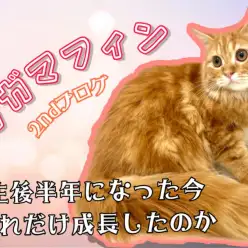 【 ラガマフィン 】生後半年になったラガマフィンちゃんの成長記録！セカンドブログ