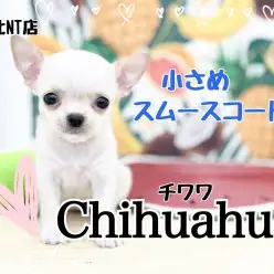 【 チワワ 】胴長短足！鼻ぺちゃ極上スムチーちゃん