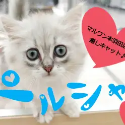 【 ペルシャ 】穏やかな性格は必見!愛嬌たっぷりなペチャ顔の子猫が登場!
