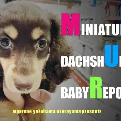 【 ミニチュアダックスフント 】憧れのチョコレート＆タンの女の子をご紹介！