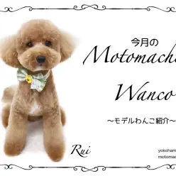 【 元町トリミング 】第四回Motomachi Wancoモデル犬！・ルイちゃん