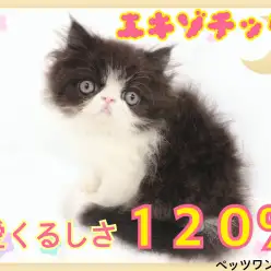 【 エキゾチック 】チャーミングフェイスプリンス！愛嬌たっぷりなふてニャン！