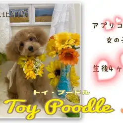 【 トイ・プードル 】港北NT通信！トイプーの女の子、生後4ヶ月の最新情報をお届け！