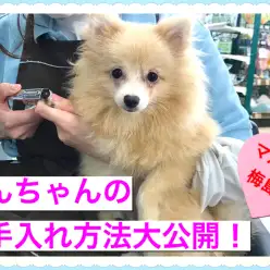 【 お役立て情報 】誰でも簡単に出来る！ワンちゃんのお手入れ方法大公開！