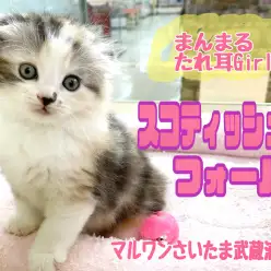 【 スコティッシュフォールド 】初心者必見!まんまるたれ耳甘えんぼうな女の子!