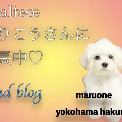 【 マルチーズ 】フレンドリーな性格で多頭飼いでも安心！魅力を届ける2ndブログ