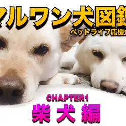 【 マルワン犬図鑑 】柴犬の魅力をペットショップスタッフがディープに解説！