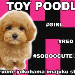 【 トイプードル 】生後100日で998g！プレミアムな短足レッドの女の子！
