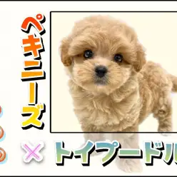 【 ペキプー 】大注目の希少MIX犬ペキニーズ×トイプードル登場！8/4最新情報