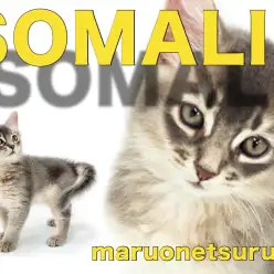 【 ソマリ 】幼きにして妖艶・ブルーのコートカラーをまとった美しき女の子登場！