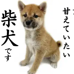 【 柴犬 】柴犬の常識を覆す！！ワンちゃん初心者にもオススメの甘えん坊な性格！