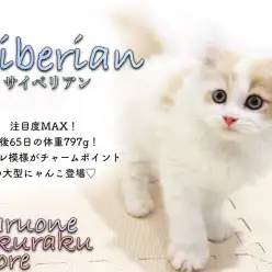【 サイベリアン 】ハチワレ模様が特徴！猫アレルギーが気になる方は必見の種類！