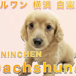 【 カニンヘン・ダックスフント 】小柄で元気が特徴的!初心者でも飼いやすいワンコ