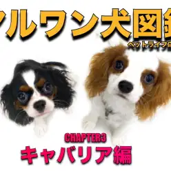 【 マルワン犬図鑑 】キャバリアの魅力をペットショップスタッフが独自解説！
