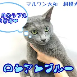 【 ロシアンブルー 】生後10ヶ月を迎えたフレンドリーなロシブルの1日に密着！