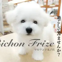 【 ビションフリーゼ 】抜け毛が少ないぬいぐるみ犬登場！穏やかな性格は必見です