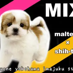【 MIX 】短足・ペチャ顔の癒し系最強MIX！マルチーズ×シーズーの女の子！