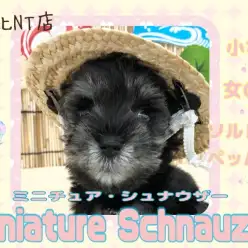 【 Mシュナウザー 】港北NT通信！8月24日940gの小さな女の子