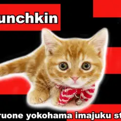 【 マンチカン 】短足・丸顔・短毛のおっとり系女子!初心者必見の甘えん坊CAT!