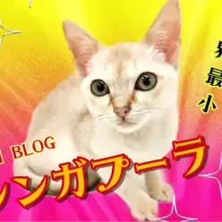 【 シンガプーラ 】8/13最新情報！生後4ヶ月で1.07kg世界最小ネコの今！