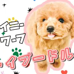 【 トイプードル 】タイニー＆ドワーフ体型の小さめプードルちゃん登場！