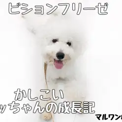 【 ビションフリーゼ 】第二弾ブログ!!賢いビっちゃんの成長記!