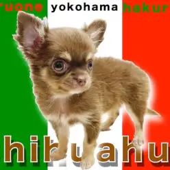 【 チワワ 】生後84日で740g！人気のチョコタンカラーは抜群の可愛さ！