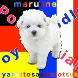 【 MIX 】抜け毛の少ないハーフ犬！ポメラニアン×トイプードル＝ポメプー！