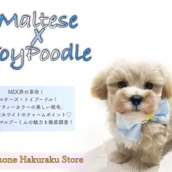 【 MIX 】小柄なドワーフ体型！集合住宅でも飼いやすさ抜群のマルプー！