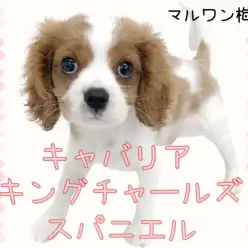 【 キャバリア 】おっとりした性格！初めての方にもおススメしたい理由！