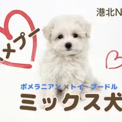【 ミックス犬 】港北NT通信！まん丸2頭身！MIX犬界の超新星ポメプー