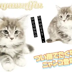 【 ラガマフィン 】希少なブルー系カラー！抱っこが大好きな甘えん坊にゃんこ登場！