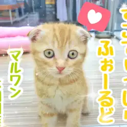 【 スコティッシュフォールド 】超タレ耳&モチモチ丸顔の激かわニャンコ登場!