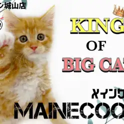【 メインクーン 】キングオブビックキャット！可愛さも人懐っこさも最大級！
