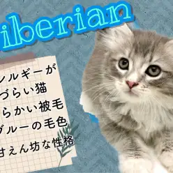 【 サイベリアン 】深く碧いブルータビーの毛に包まれた人気猫種！9/9最新情報