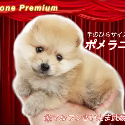 【 ポメラニアン 】生後67日で720g！！手のひらサイズのたぬきポメ！