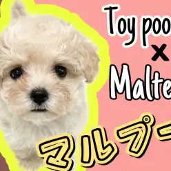 【 MIX 】MIX犬の中で一番人気のマルプー！見た目・性格良い所取りの子が登場！