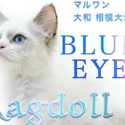 【 ラグドール 】青い瞳のぬいぐるみ猫！初めてでも安心、月齢別の飼い方をご紹介！