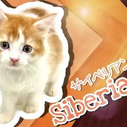 【 サイベリアン 】ハチワレ模様がキュートなサイべちゃん!9/20最新情報