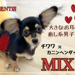 【 ミックス 】港北NT通信！5ヶ月で1.9kg！大きなお耳のチワックス！