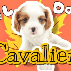 【 キャバリア 】お子様に優しいキャバリアちゃん！ファミリー向けワンコ登場