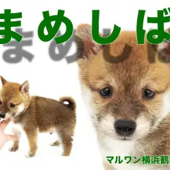 【 豆柴 】守ってあげたくなる可愛さ！タヌキ顔のむっちりボディの豆柴登場！