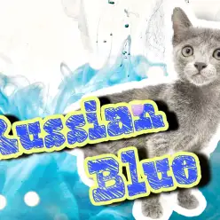 【 ロシアンブルー 】スタイリッシュにゃんこ！艶やかなブルーの被毛