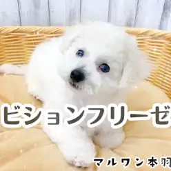 【 ビションフリーゼ 】超絶癒やし犬登場♪白くまの様な可愛さは必見です！