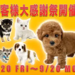 【 お客様大感謝祭 】全店・全頭対象！驚愕のプライスダウン！