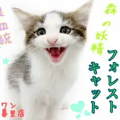 【 ノルウェージャンフォレストキャット 】良血統！とにかく甘えん坊な妖精にゃんこ