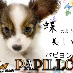 【 パピヨン 】蝶のように美しく元気いっぱいで可愛らしいパピヨン